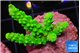 Acropora neon green 2-3 cm WYSIWYG acclimaté