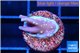 Acropora carduus green polyps deep water 1-2 cm WYSIWYG acclimaté