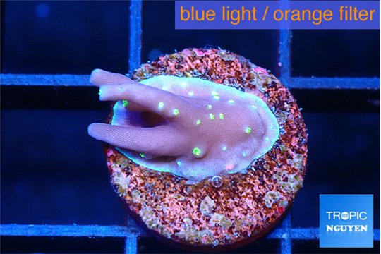 Acropora carduus green polyps deep water 1-2 cm WYSIWYG acclimaté