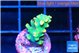 Acropora green golden 1-2 cm WYSIWYG acclimaté
