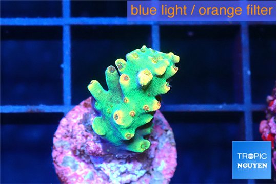 Acropora green golden 1-2 cm WYSIWYG acclimaté
