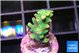 Acropora green golden 1-2 cm WYSIWYG acclimaté