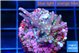 Acropora carduus green polyps deep water 2-3 cm WYSIWYG acclimaté