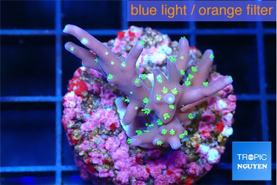 Acropora carduus green polyps deep water 2-3 cm WYSIWYG acclimaté