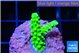 Acropora neon green 2-3 cm WYSIWYG acclimaté