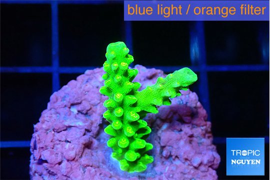 Acropora neon green 2-3 cm WYSIWYG acclimaté