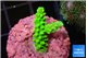 Acropora neon green 2-3 cm WYSIWYG acclimaté