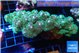 pocillopora damicornisgreen & pink tip 5-7 cm WYSIWYG acclimaté