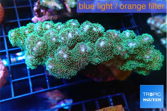 pocillopora damicornisgreen & pink tip 5-7 cm WYSIWYG acclimaté