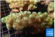pocillopora damicornisgreen & pink tip 5-7 cm WYSIWYG acclimaté