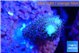 Stylophora milka 2-3 cm WYSIWYG acclimaté