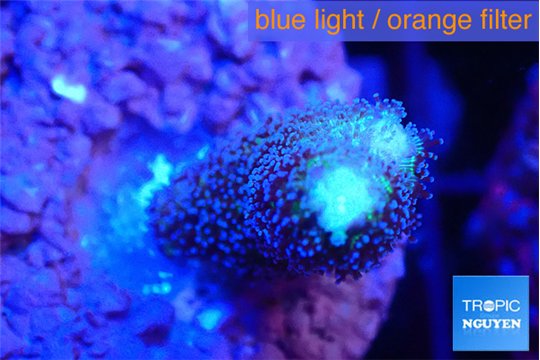Stylophora milka 2-3 cm WYSIWYG acclimaté