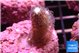 Stylophora milka 2-3 cm WYSIWYG acclimaté