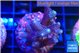 Seritopora pink purple Fijii 3-4 cm WYSIWYG acclimaté