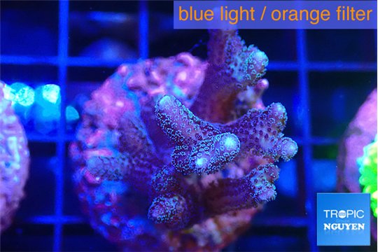 Seritopora pink purple Fijii 3-4 cm WYSIWYG acclimaté
