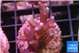 Seritopora pink purple Fijii 3-4 cm WYSIWYG acclimaté