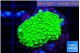 Acropora neon green 2-3 cm WYSIWYG acclimaté