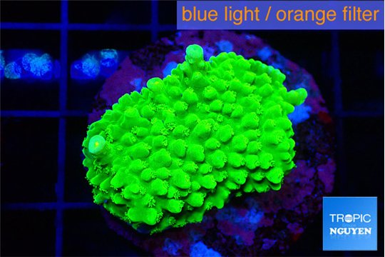Acropora neon green 2-3 cm WYSIWYG acclimaté