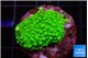 Acropora neon green 2-3 cm WYSIWYG acclimaté