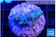 Acropora purple 2-3 cm WYSIWYG acclimaté