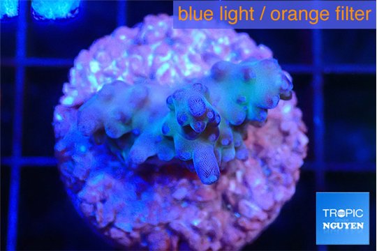 Acropora purple 2-3 cm WYSIWYG acclimaté
