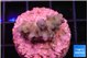 Acropora purple 2-3 cm WYSIWYG acclimaté