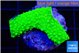 Acropora neon green 2-3 cm WYSIWYG acclimaté