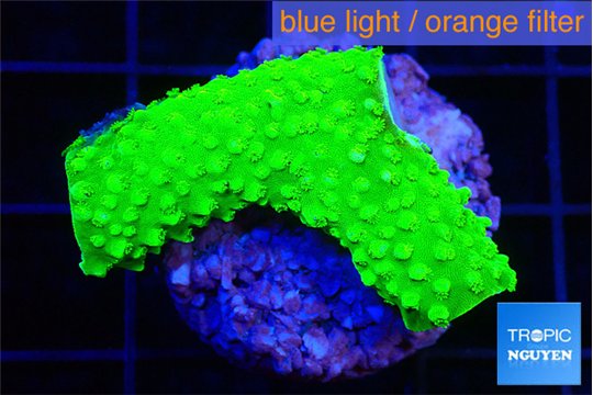 Acropora neon green 2-3 cm WYSIWYG acclimaté