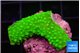 Acropora neon green 2-3 cm WYSIWYG acclimaté