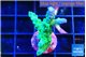 Acropora green blue ice Fijii 2-3 cm WYSIWYG acclimaté