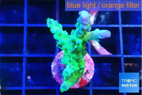 Acropora green blue ice Fijii 2-3 cm WYSIWYG acclimaté