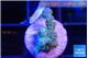 Acropora green purple 1-2 cm WYSIWYG acclimaté