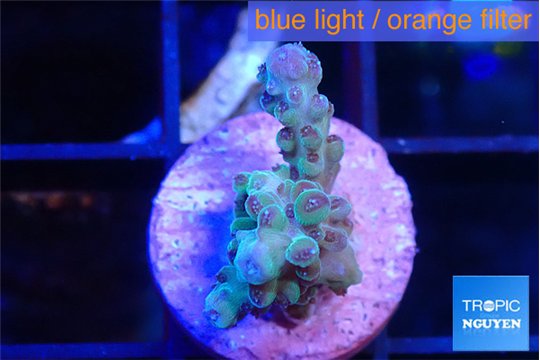 Acropora green purple 1-2 cm WYSIWYG acclimaté