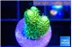 Acropora millepora golden green 1-2 cm WYSIWYG acclimaté