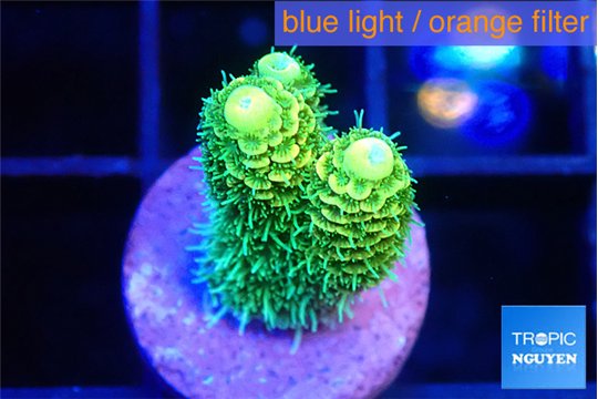 Acropora millepora golden green 1-2 cm WYSIWYG acclimaté