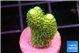 Acropora millepora golden green 1-2 cm WYSIWYG acclimaté