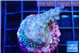 Acropora green blue ice Fijii 2-3 cm WYSIWYG acclimaté