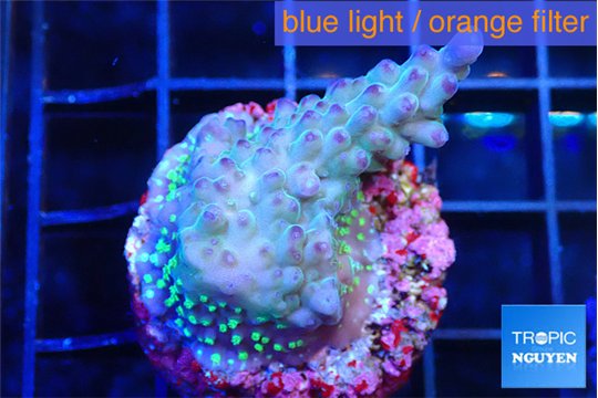 Acropora green blue ice Fijii 2-3 cm WYSIWYG acclimaté