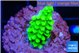 Acropora neon green 2-3 cm WYSIWYG acclimaté