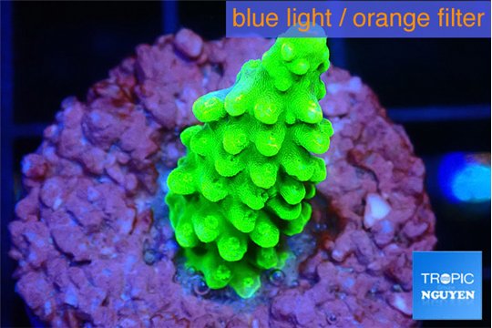 Acropora neon green 2-3 cm WYSIWYG acclimaté