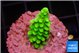 Acropora neon green 2-3 cm WYSIWYG acclimaté
