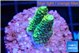 Acropora millepora golden green 1-2 cm WYSIWYG acclimaté