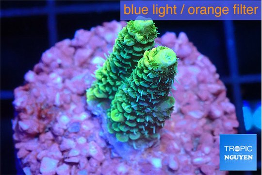 Acropora millepora golden green 1-2 cm WYSIWYG acclimaté