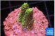 Acropora millepora golden green 1-2 cm WYSIWYG acclimaté