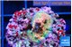 Acropora rainbow 1-2 cm WYSIWYG acclimaté