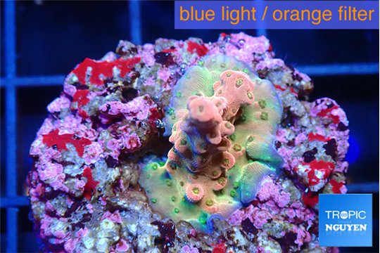 Acropora rainbow 1-2 cm WYSIWYG acclimaté