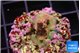 Acropora rainbow 1-2 cm WYSIWYG acclimaté