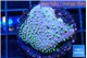 Sarcophython full neon green polyps Australia 2-3 cm WYSIWYG acclimaté