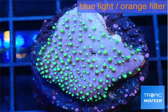 Sarcophython full neon green polyps Australia 2-3 cm WYSIWYG acclimaté