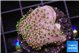 Sarcophython full neon green polyps Australia 2-3 cm WYSIWYG acclimaté